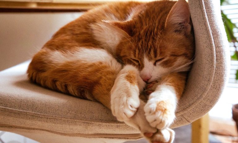 So schaffen Sie den perfekten Rückzugsort für entspannte Katzen