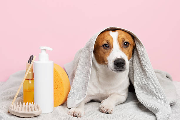 Hundetransportbox für mehr Sicherheit und Komfort unterwegs