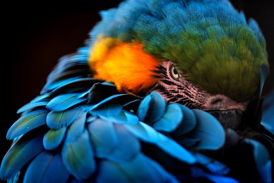 Papageien kaufen und die passende Haltung für ein glückliches Vogelleben